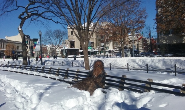 Chewbacca Chilling Out at Dupont Circle